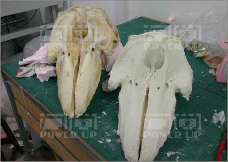 鯨魚(骨骼教學用)道具